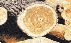 Cypress Pine logs